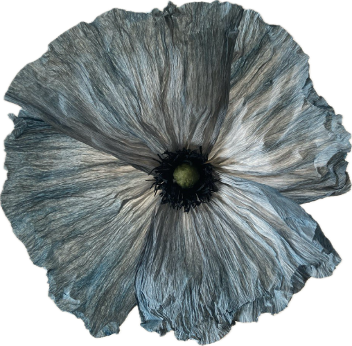 Blue-grey flower